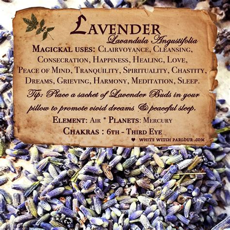 Lavender in magical traditions